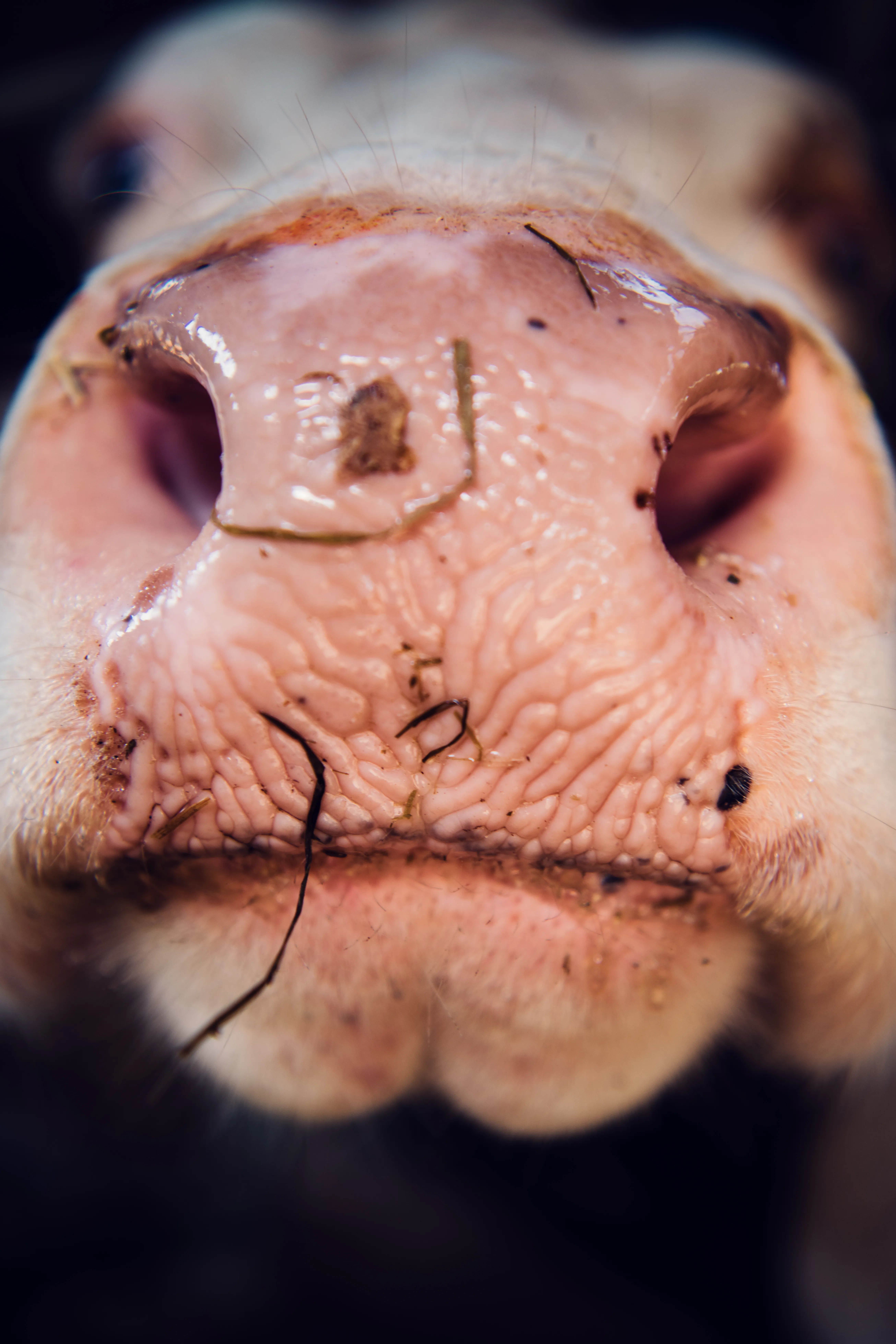 Von der Wiese ins Joghurtglas